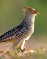 Guira Cuckoo