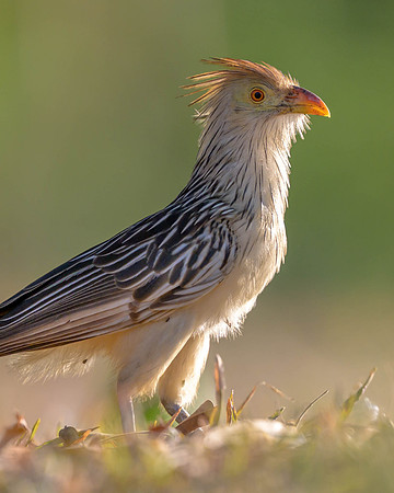 Guira Cuckoo