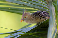 Guira Cuckoo