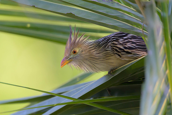 Guira Cuckoo