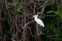 Capped Heron