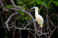 Capped Heron