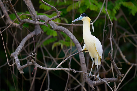 Capped Heron