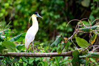 Capped Heron