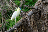 Capped Heron