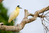 Capped Heron