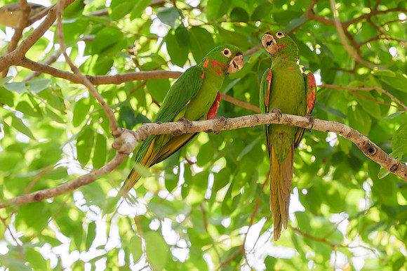 White-eyed Parakeet