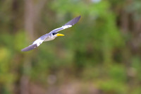 Large-billed Tern