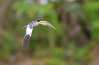 Large-billed Tern