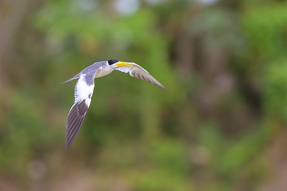 Large-billed Tern