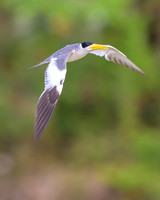 Large-billed Tern
