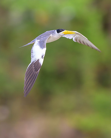 Large-billed Tern