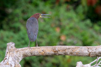 Rufescent Tiger-Heron