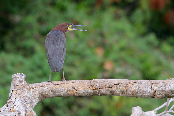 Rufescent Tiger-Heron