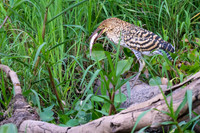 Rufescent Tiger-Heron