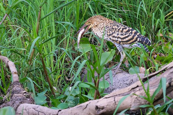 Rufescent Tiger-Heron