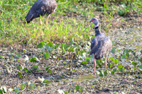 Southern Screamer