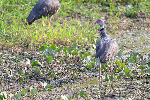 Southern Screamer