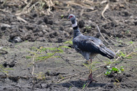 Southern Screamer