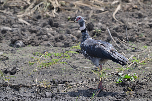 Southern Screamer