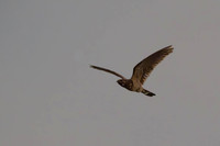Band-tailed Nighthawk