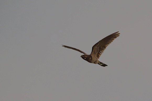 Band-tailed Nighthawk