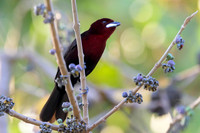 Silver-beaked Tanager
