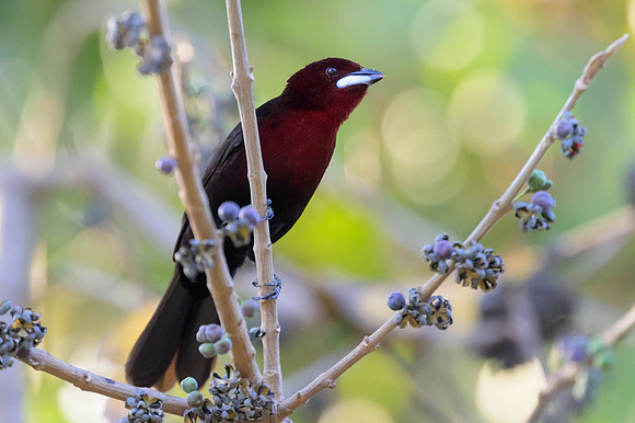 Silver-beaked Tanager