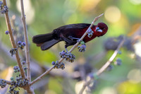 Silver-beaked Tanager