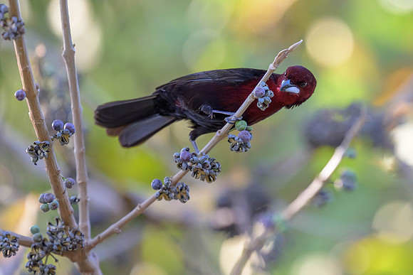 Silver-beaked Tanager