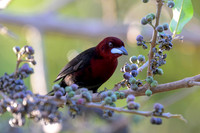 Silver-beaked Tanager