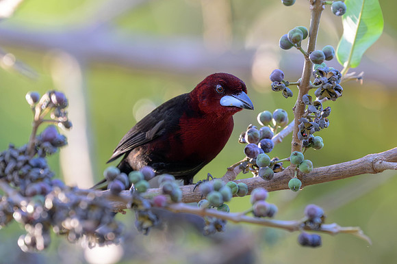 Silver-beaked Tanager