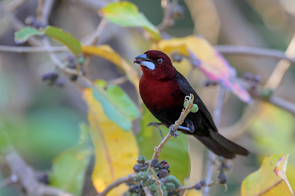 Silver-beaked Tanager