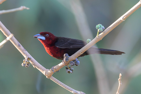 Silver-beaked Tanager