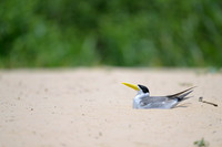 Large-billed Tern