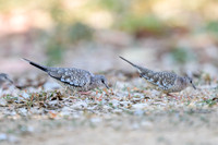 Scaled Dove