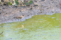 Solitary Sandpiper