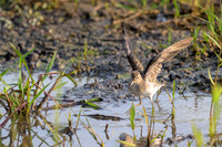 Solitary Sandpiper