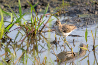 Solitary Sandpiper