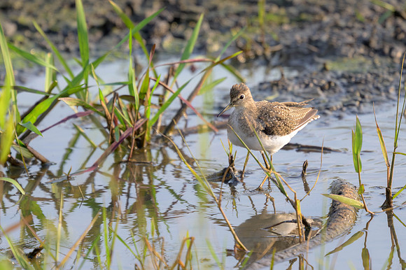 Solitary Sandpiper