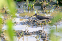 Solitary Sandpiper