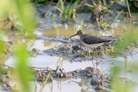 Solitary Sandpiper