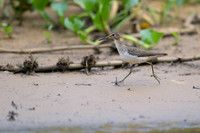 Solitary Sandpiper