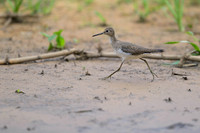 Solitary Sandpiper
