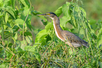Striated Heron