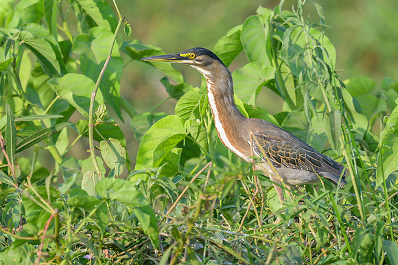 Striated Heron