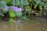 Striated Heron