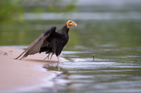 Lesser Yellow-headed Vulture