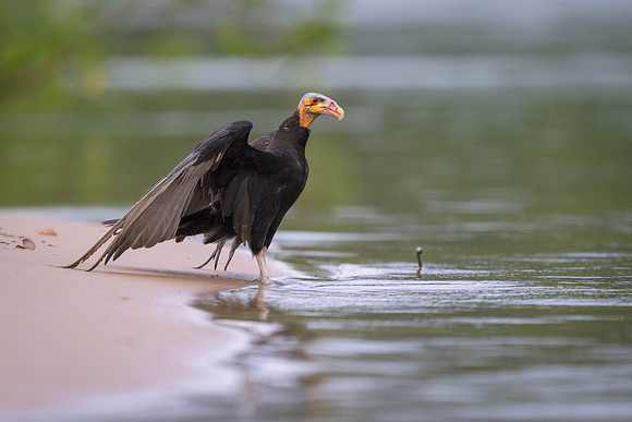 Lesser Yellow-headed Vulture
