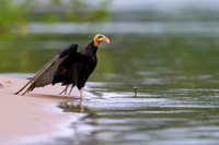 Lesser Yellow-headed Vulture